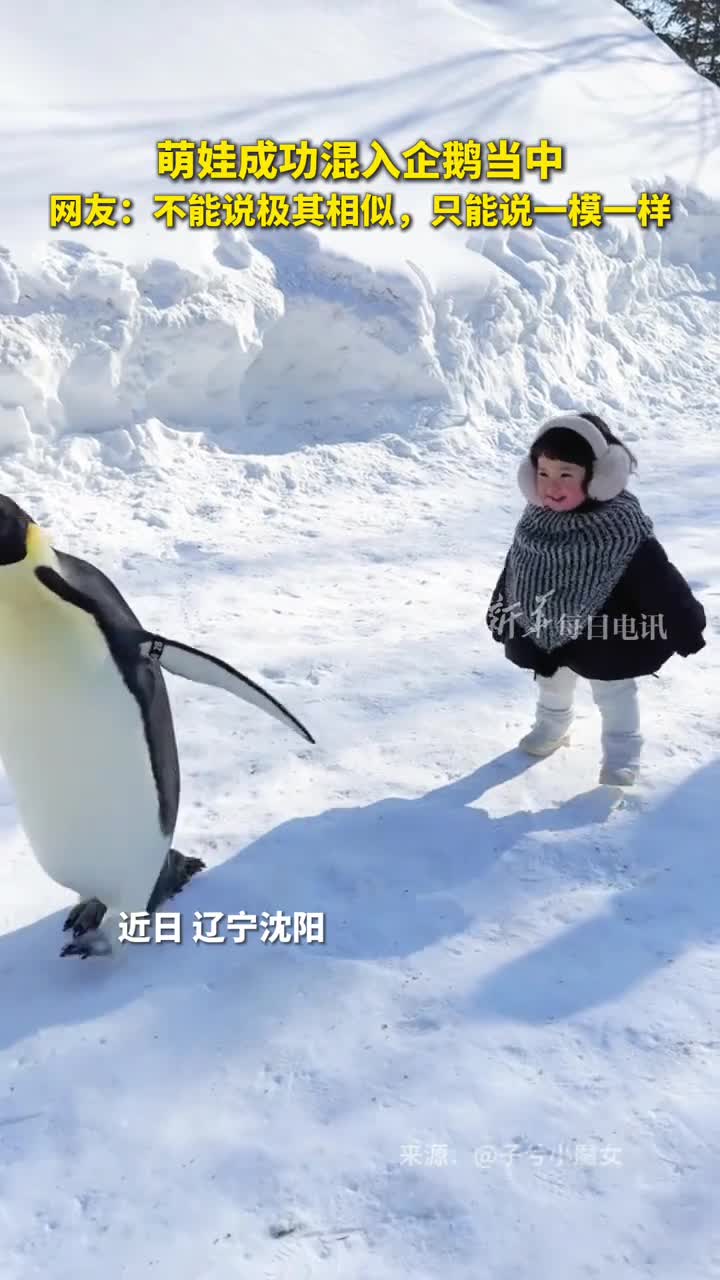 萌娃成功混入企鹅当中网友不能说极其相似只能说一模一样