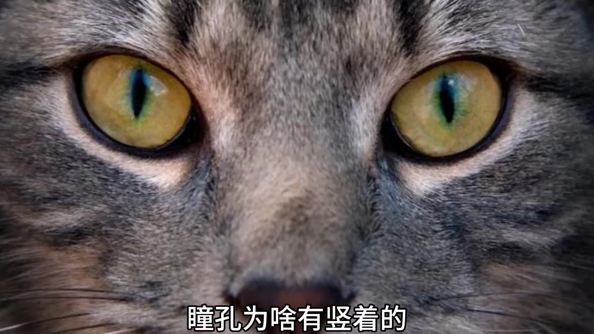 瞳孔的形状代表什么你知道吗