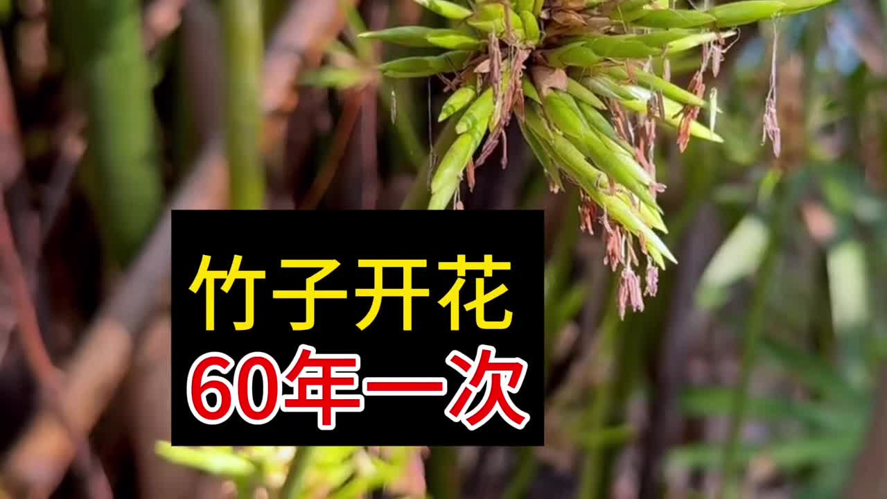 竹子开花60年一次