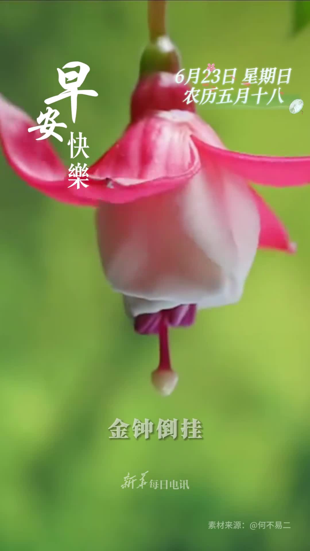 金钟倒挂财源广进新的一天愿您和家人和和美美顺风顺水早安