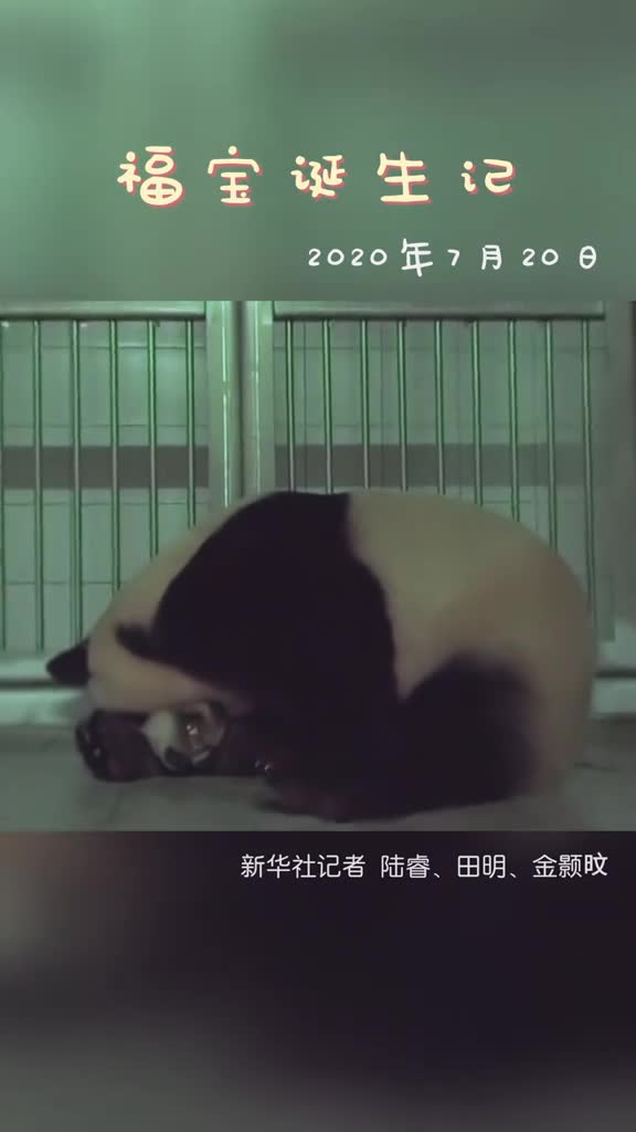 福宝公主生日快乐