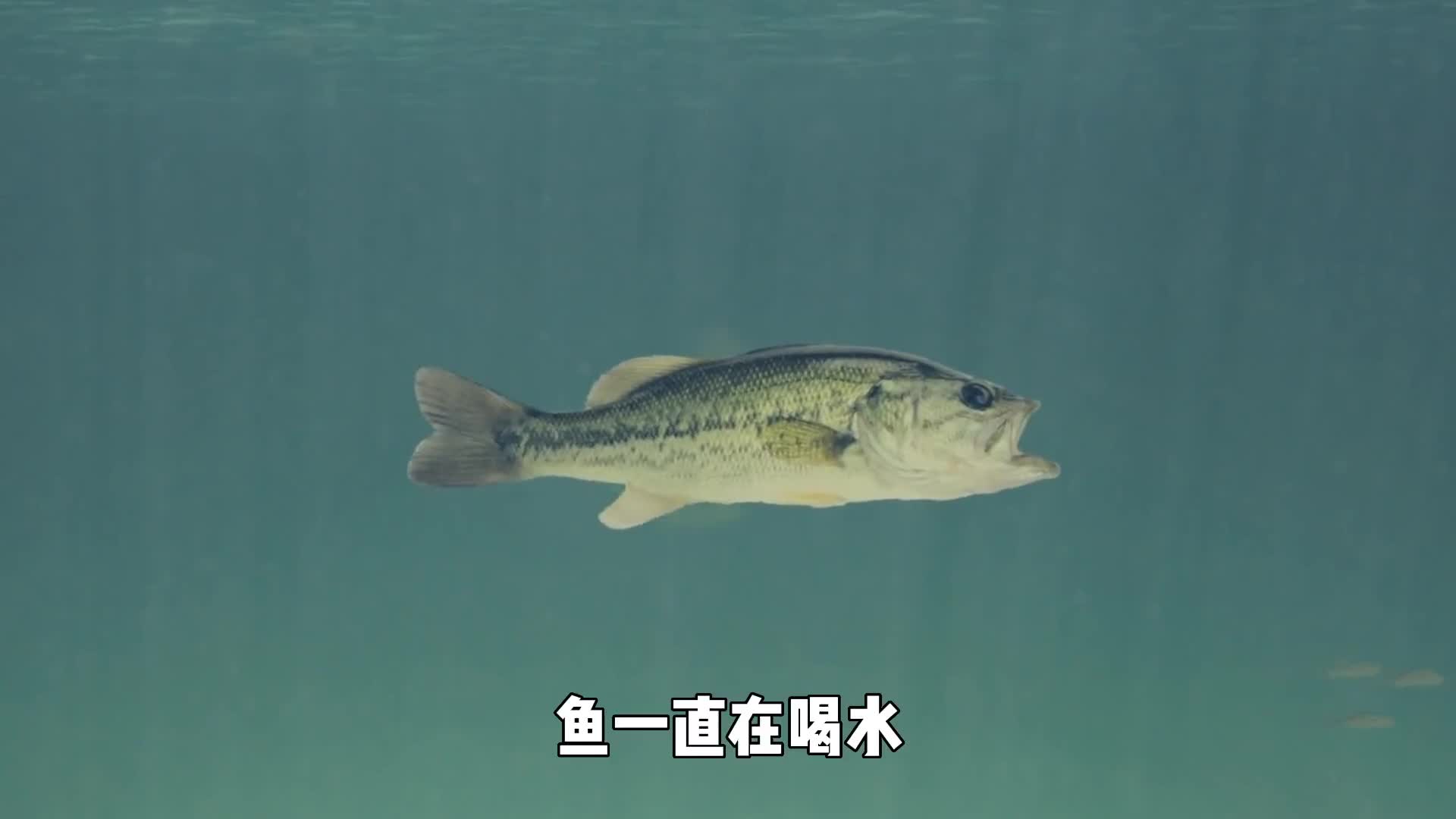 鱼一直在喝水为什么没见过它们撒尿