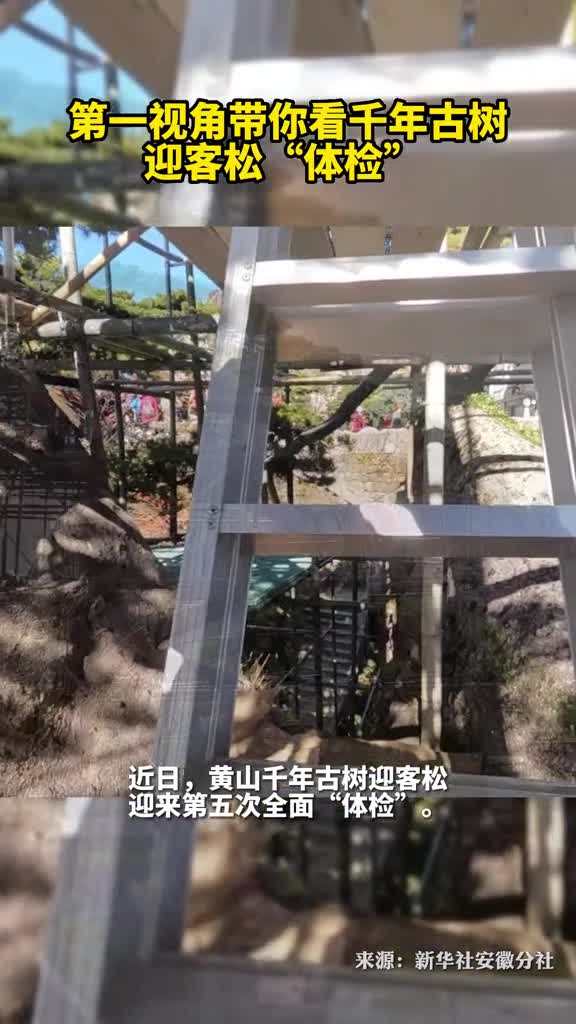 第一视角带你看千年古树迎客松体检