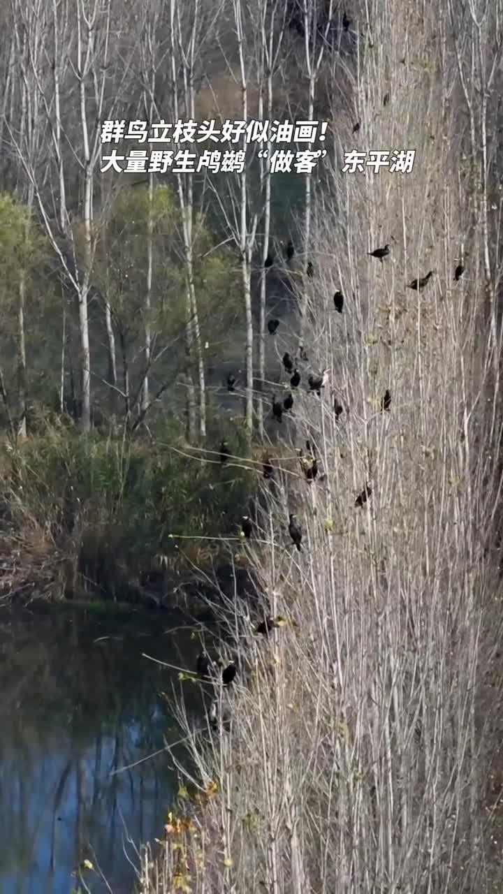 群鸟立枝头好似油画大量鸬鹚做客东平湖