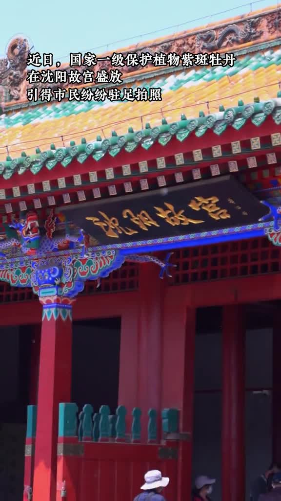 近日国家一级保护植物紫斑牡丹在沈阳故宫盛放引得市民纷纷驻足拍照