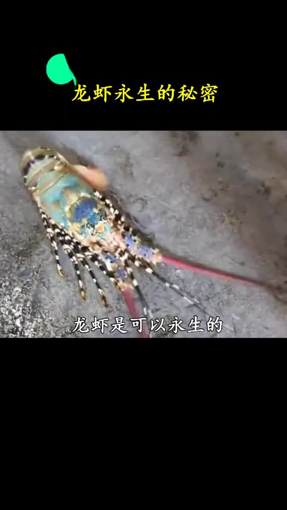 虽然龙虾可以长生不老但它们依旧活不过最鲜美的年龄