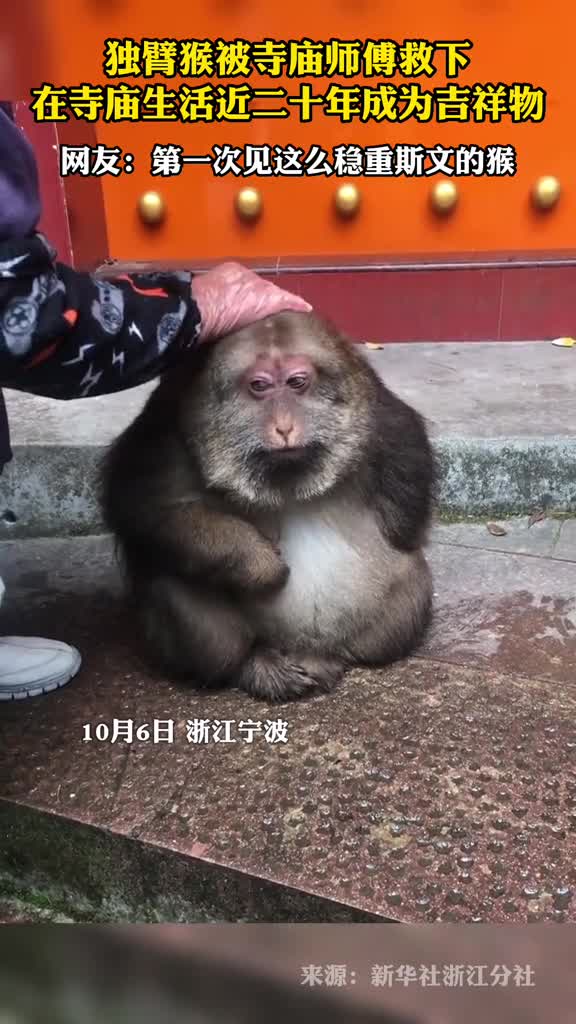 独臂猴被寺庙师傅救下在寺庙生活近二十年成为吉祥物